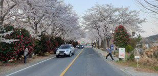 동백과 벚꽃의 앙상블 현동 동백벚꽃길 상춘객 사로잡아