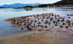 남해 토촌마을 통통한 바지락 제철