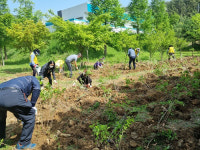 창원시 현동, 우산천 수국 군락지 조성