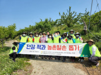 농협 진주시지부, 단감농가 열매솎기 일손돕기