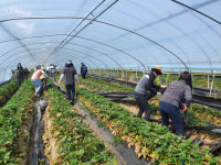 통영교육청, 딸기농장 일손돕기