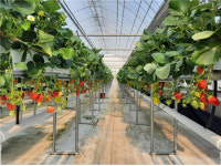 딸기 수경재배 성공 수질관리에 달렸다