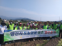 농협 양산시지부, 농촌 일손돕기 실시