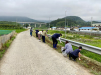 창원 웅동1동, 소사천 코스모스 산책길 조성