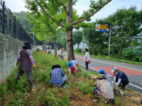 창원 진전면 주민자치회, 양촌마을 꽃길 가꾸기