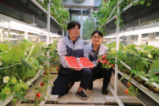 설향 딸기, 사계절 먹는다…사천 드림팜, 기술 개발