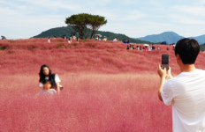 분홍빛 넘실 들판에서 추억 한 컷