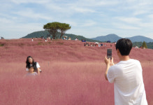 분홍빛 넘실 들판에서 추억 한 컷