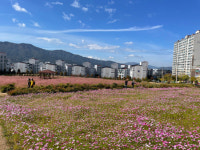 창원 성산구 성주동, 코스모스 만개