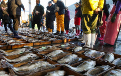 거제 앞바다서 겨울바다의 귀족 대구 잡이 본격화