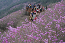 천주산 진분홍 진달래 물들었네