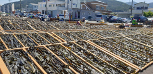 임금님 진상품 견내량 돌미역 채취 시작