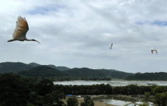 우포따오기복원센터, 따오기 30마리 야생 방사