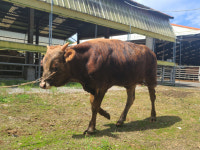 경남도, 얼룩배기 한우 칡소 보존사업 앞장