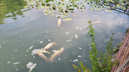 진주 초전공원 인공호수 수백마리 물고기 폐사