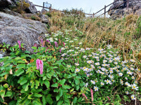 지리산 촛대봉에 펼쳐진 천상의 화원