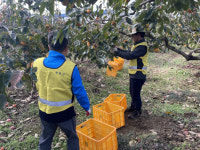 창원 하수도사업소, 단감농장 찾아 농촌일손 돕기