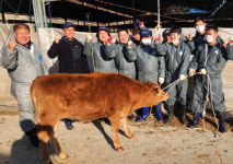 엄동설한에 집 나간 암송아지 보름 수색 끝 발견