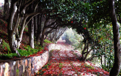 경남도, 남해안 대표 동백섬 여행 제안