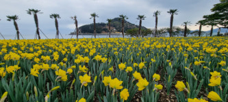 수선화 만개…거제의 봄