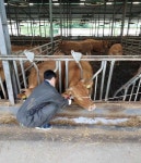 김해시 소 구제역 백신 접종