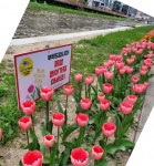 양산 회야강변 튤립길 등 다양한 봄꽃단지 조성