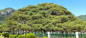 스토리텔링이 있는 힐링여행[158]청도 운문사 솔바람길