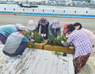통영시 도천동 행정복지센터, 가을꽃 1500본 식재