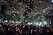 창원시 내서읍 코오롱하늘채 2차아파트 20주년 한마당 벚꽃 축제 성황리 개최