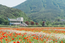 하동 북천 꽃양귀비축제 16일 개막