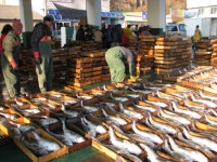 [경남에 있다, 전국에 잇다]거제수산업협동조합