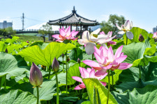 함안연꽃테마파크 연분홍 물결이 출렁