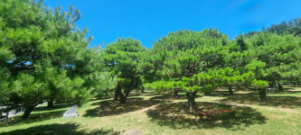 경남도청 소나무 숲 송림포 40년 만에 새 단장