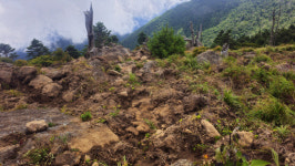 지리산 제석봉 휩쓸고 다니는 멧돼지 일당 어쩌지…