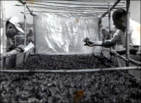 [경남에 있다. 전국에 잇다] 우리나라 비닐하우스의 발상지 김해