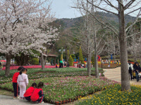 거제 독봉산웰빙공원, 수만 송이 봄꽃전시로 인기