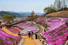 산청 생초조각공원, 분홍빛 물결 장관