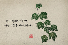 담쟁이