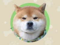 찌릿찌릿 심쿵 시그널#펫스타그램