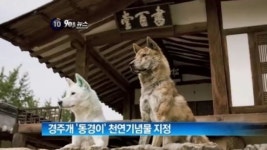 [뉴스A]문화재청, 경주개 ‘동경이’ 천연기념물 지정