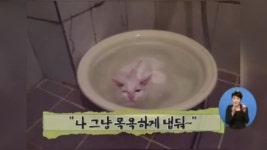 [아침뉴스/인터넷 토픽]목욕 즐기는 고양이라니!