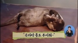 [아침뉴스/인터넷 토픽]‘빵’ 소리에 벌러덩~