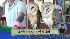 [아침뉴스/인터넷 토픽]부엉이 댄스! 느낌 아니까~