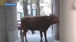 [종합뉴스]탈출한 황소에 받힌 교통경찰관…생명엔 지장 없어 外