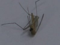 대구서 올들어 첫 일본뇌염 환자 발생
