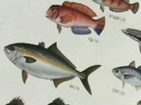 세밀화로 재현한 자산어보