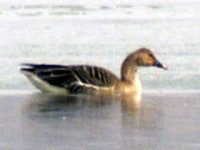 이번 AI 피해 왜 오리에만 집중되나?