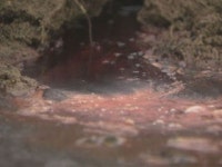 매몰지 침출수 유출…2차 환경 오염 우려