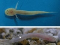 제주 용천동굴 호수서 국내 미기록 희귀 어류 서식