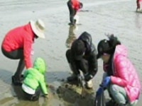 갯벌에서 조개 캐기? 이젠 안 돼요∼